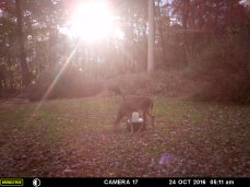The Deer Getting Something To Eat Under Sun's Rays.