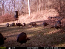 Turkey Feeding Up On Our Campsite