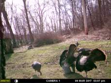 TWO MALE TURKEYS SHOWING OFF FOR THE GIRLS.