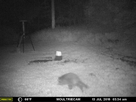 RACCOON COMING FOR SA BED TIME SNACK.