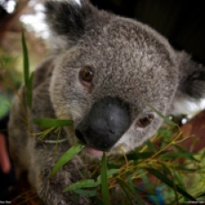 cute-koalas-in-trees-wallpaper-2